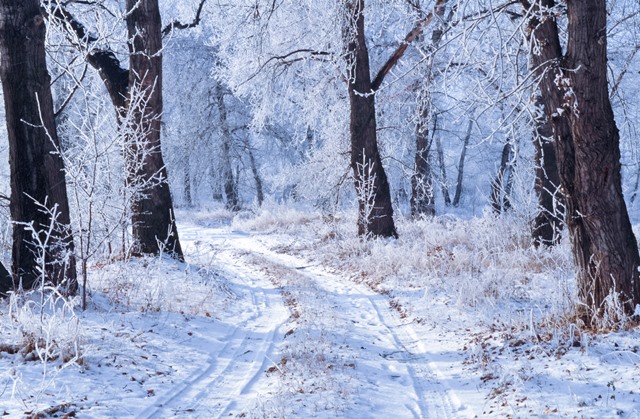 winter-landscape-1352711725z63